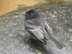 Black Phoebe