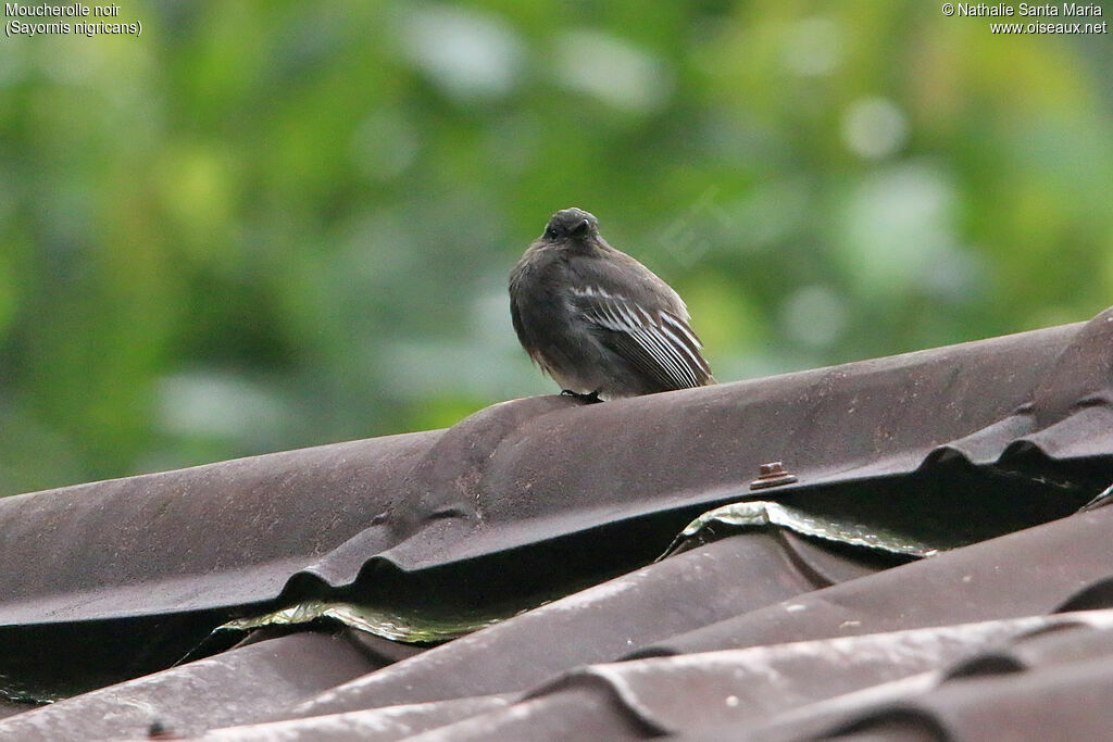 Black Phoebeadult, identification