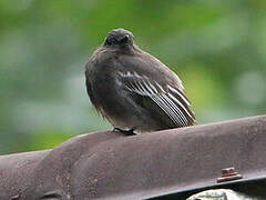 Black Phoebe