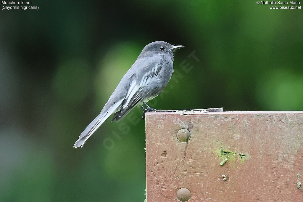 Moucherolle noiradulte, identification