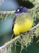 Ornate Flycatcher