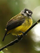 Ornate Flycatcher