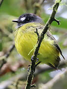 Ornate Flycatcher