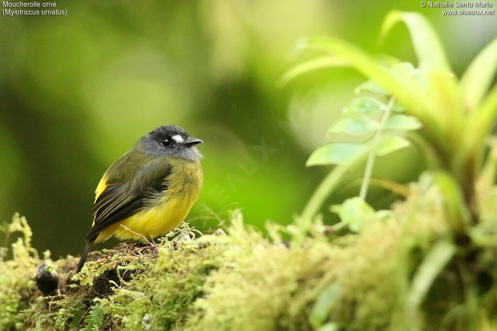 Ornate Flycatcheradult, identification