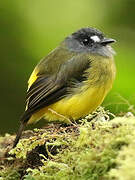 Ornate Flycatcher