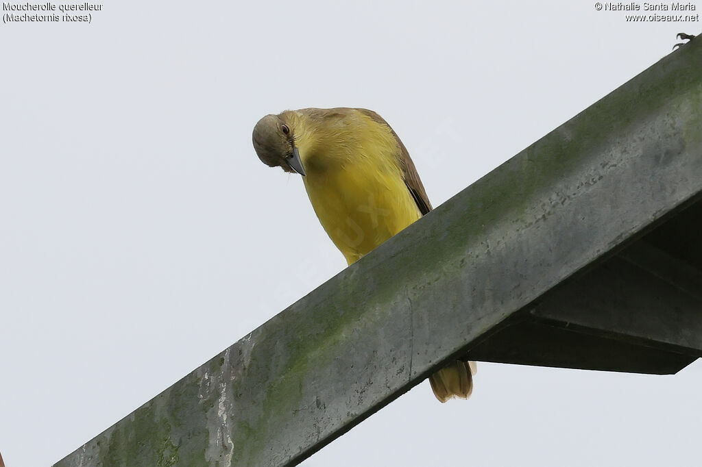 Moucherolle querelleur