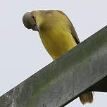 Moucherolle querelleur