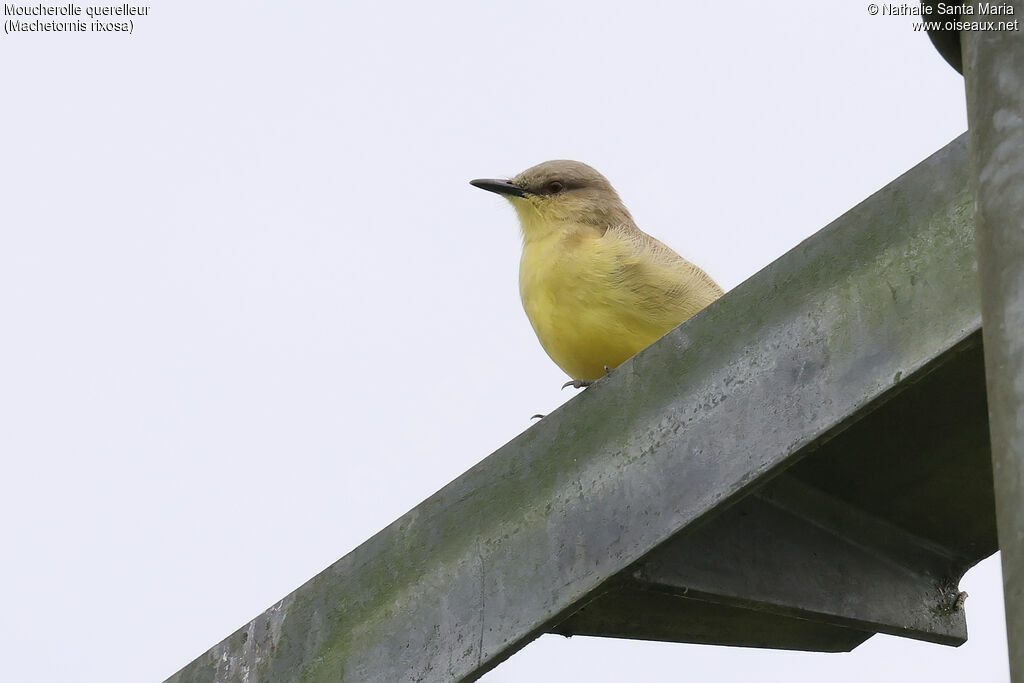 Moucherolle querelleur