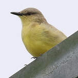 Moucherolle querelleur