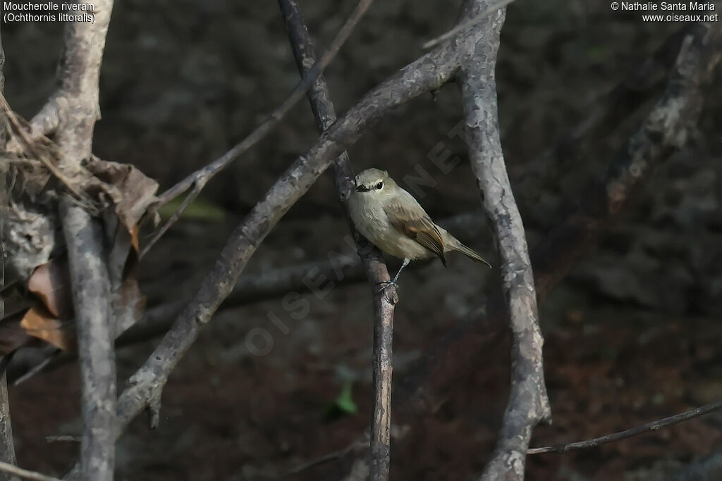 Moucherolle riverain