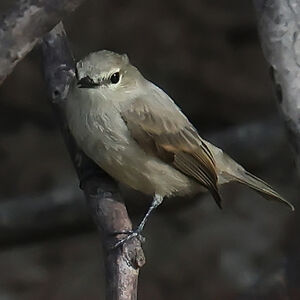 Moucherolle riverain