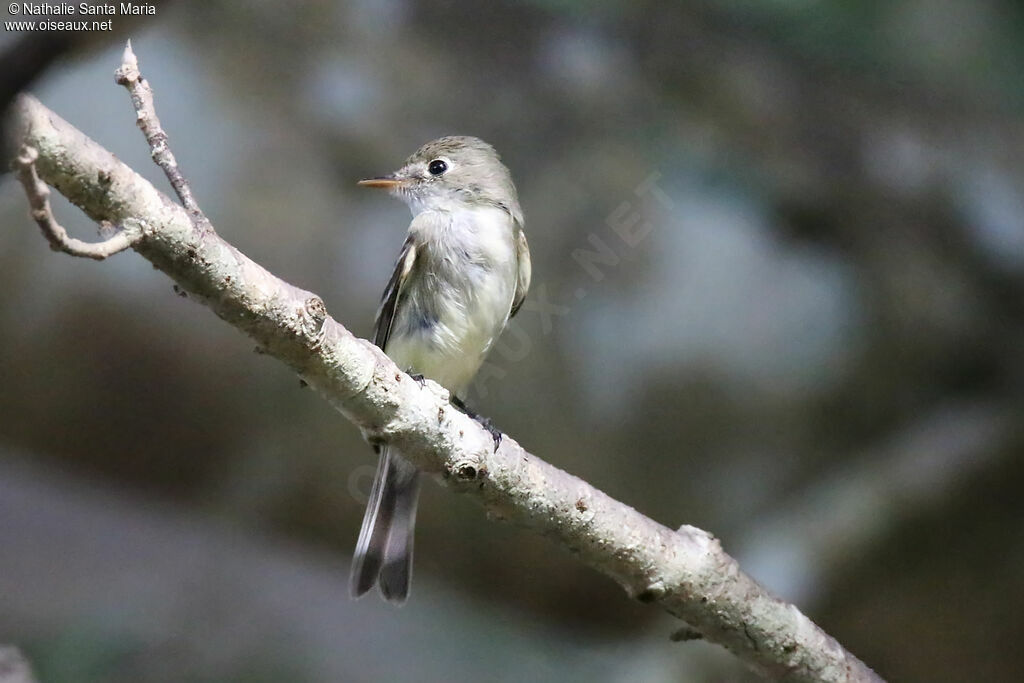 Least Flycatcheradult, identification