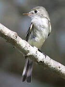 Least Flycatcher