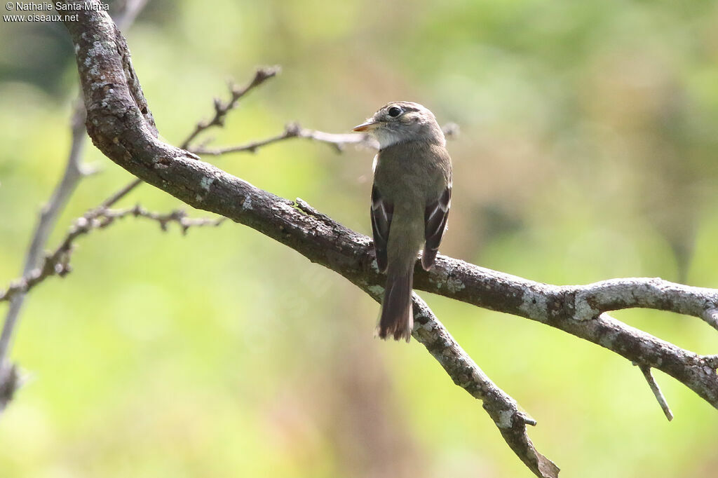 Least Flycatcheradult, identification