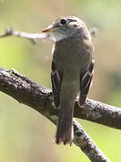 Least Flycatcher