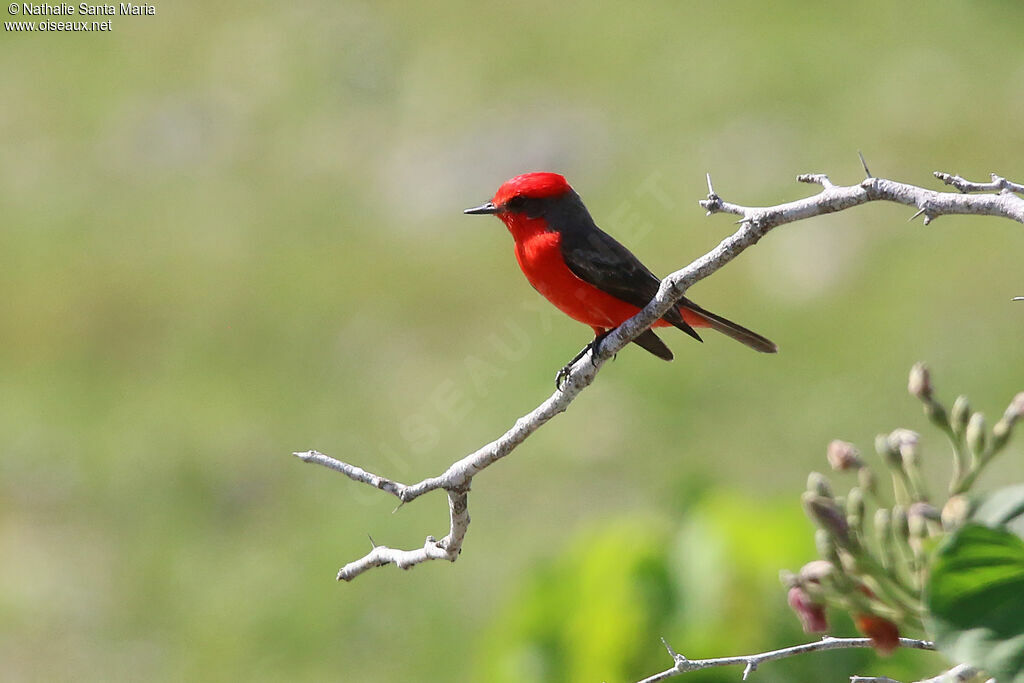 Vermilion Flycatcheradult breeding, identification