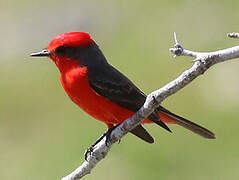 Vermilion Flycatcher