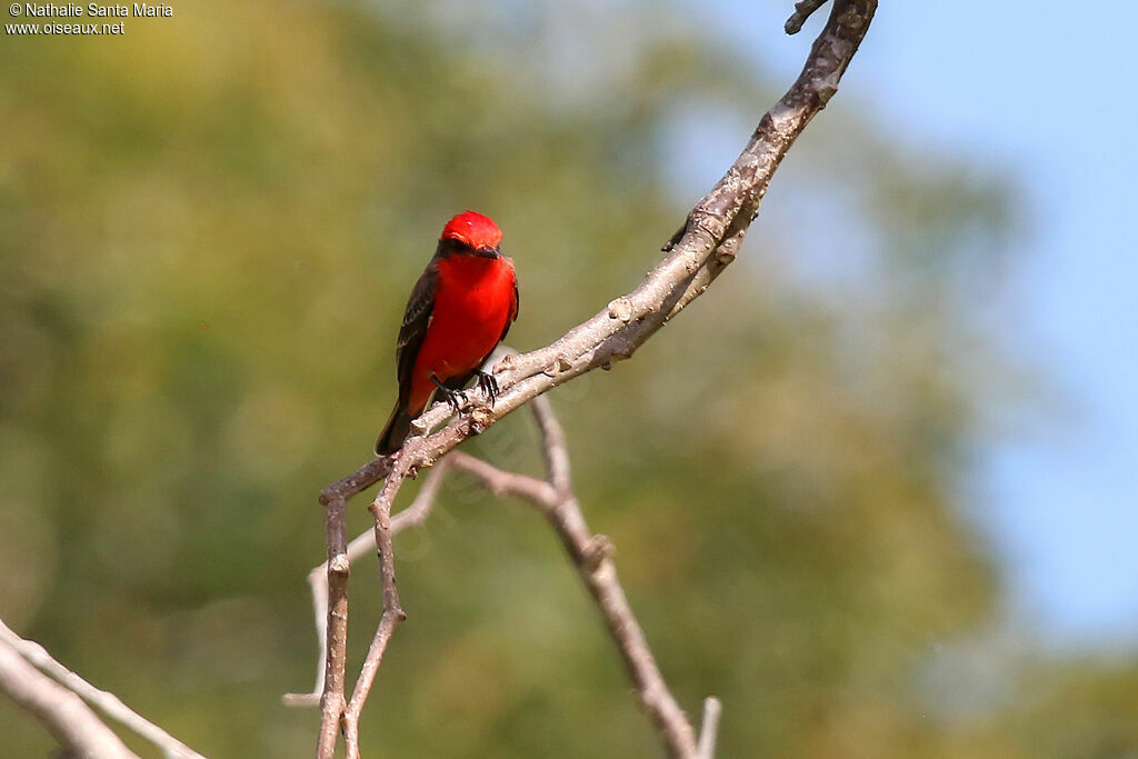 Vermilion Flycatcher male adult breeding, identification