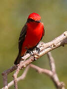 Vermilion Flycatcher