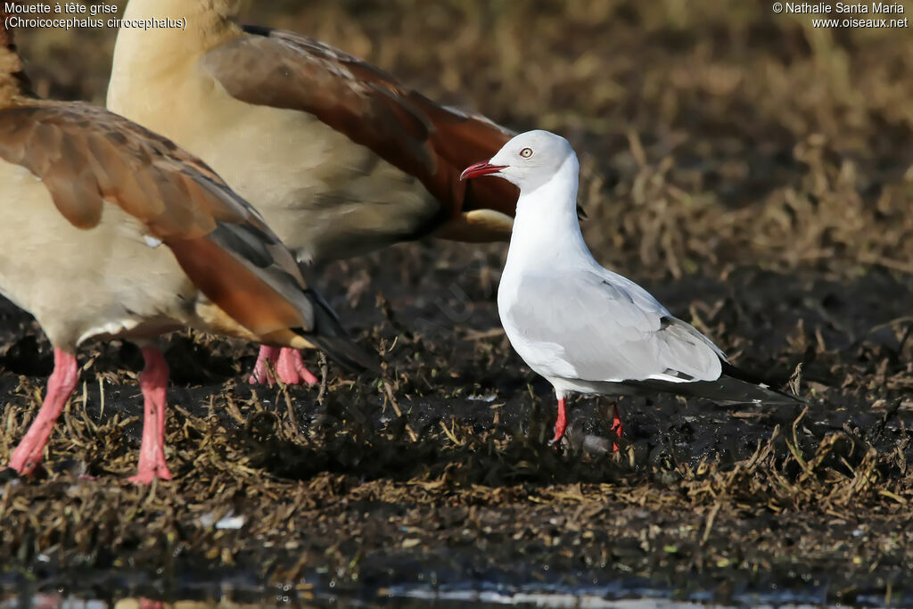 Grey-headed Gulladult, identification, habitat