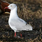 Mouette à tête grise