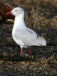 Mouette à tête grise