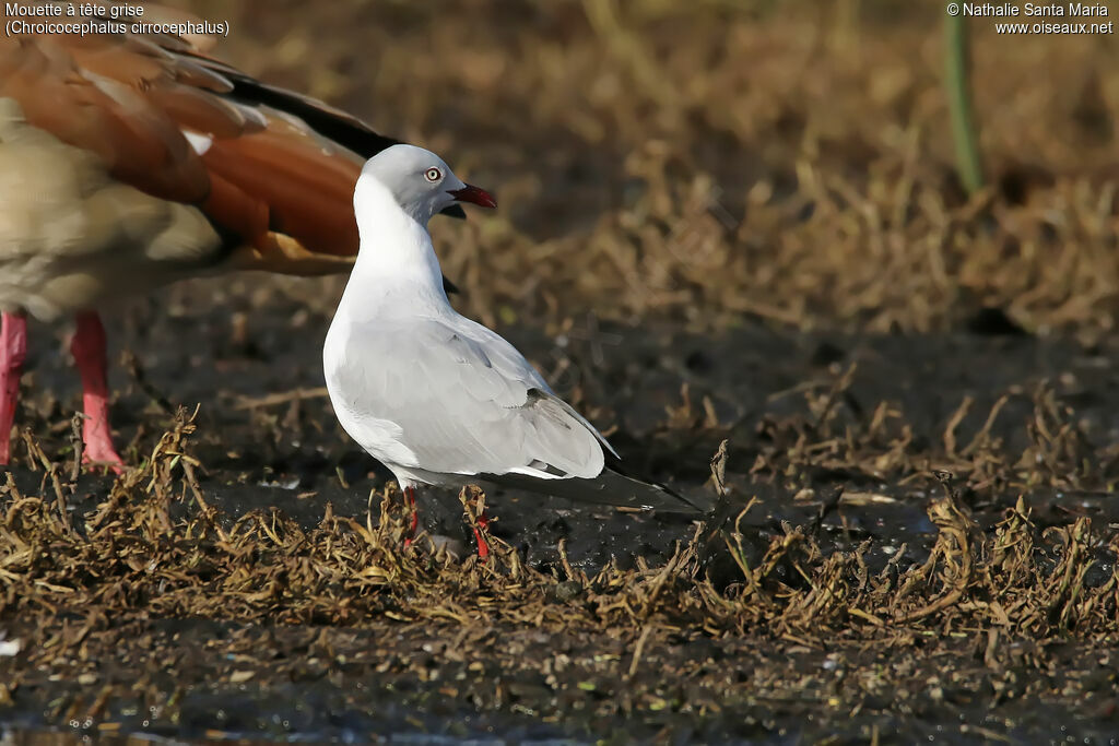 Mouette à tête griseadulte, identification, habitat