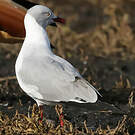Mouette à tête grise