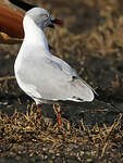 Mouette à tête grise