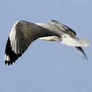 Mouette à tête grise