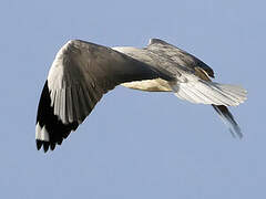 Grey-headed Gull