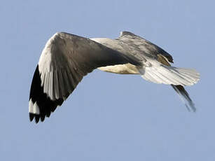 Mouette à tête grise