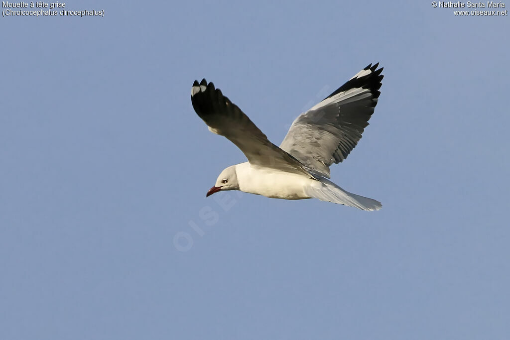 Mouette à tête griseadulte, Vol