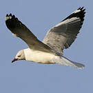 Mouette à tête grise