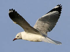 Mouette à tête grise