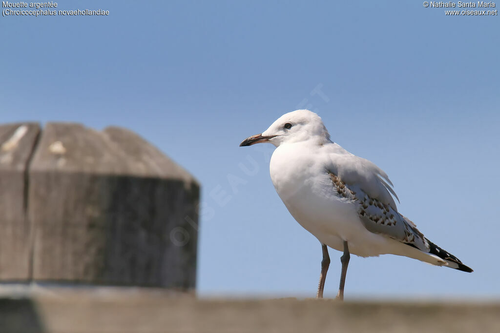 Mouette argentéeimmature, identification