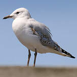 Mouette argentée