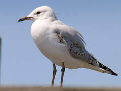 Silver Gull