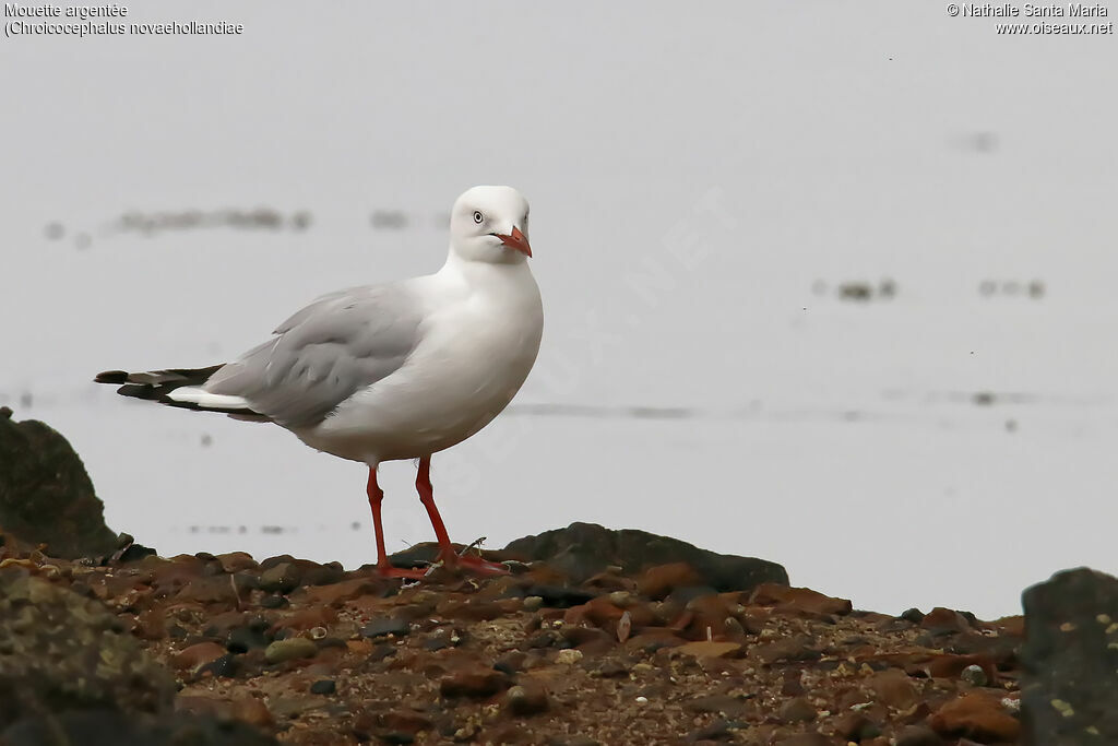 Mouette argentéeadulte, identification