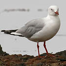 Mouette argentée