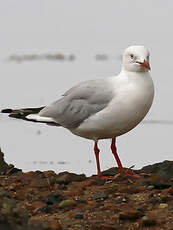 Mouette argentée