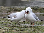 Mouette argentée