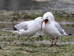 Silver Gull