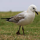 Mouette argentée