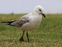 Mouette argentée