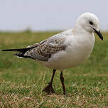 Mouette argentée