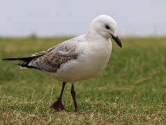 Silver Gull