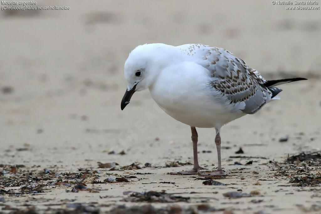 Silver Gullimmature, habitat, Behaviour