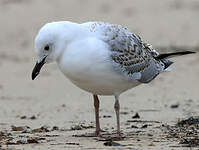 Mouette argentée