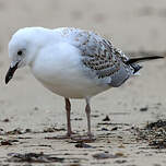 Mouette argentée